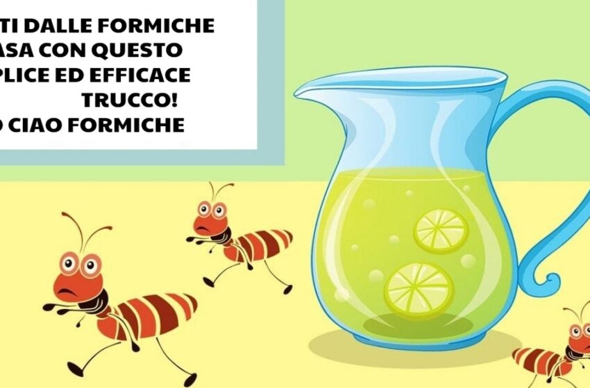  I rimedi naturali per liberarsi delle formiche in casa