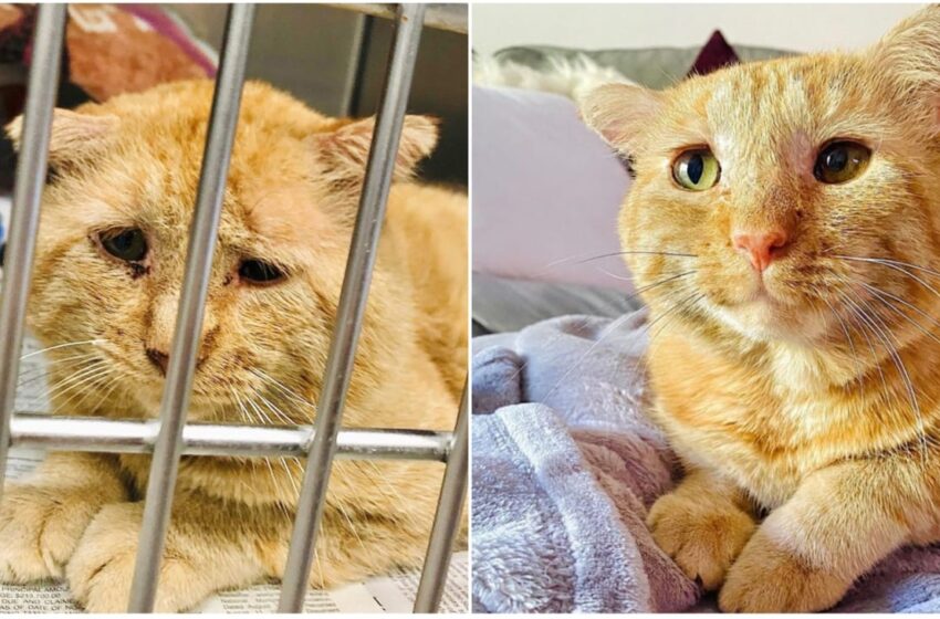  Salva e adotta il gatto randagio “più triste di sempre”: un anno dopo è irriconoscibile