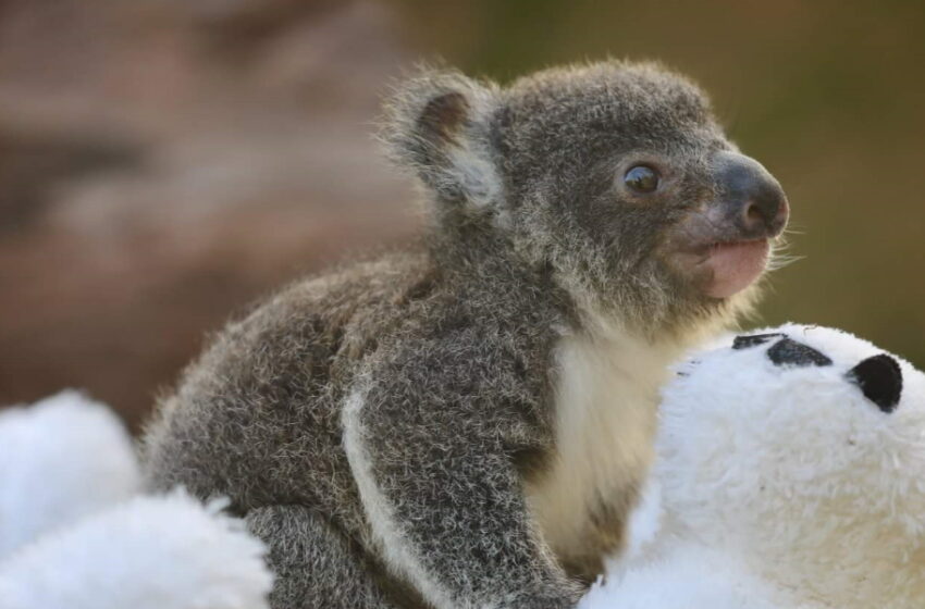  La bellezza dei cuccioli di koala nati dopo gli incendi in Australia
