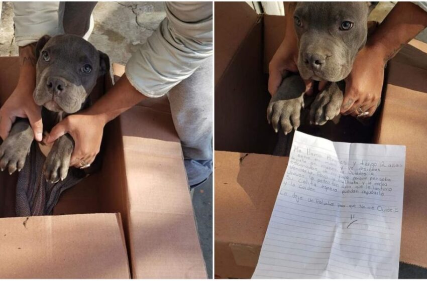 Lettera per il mio cane