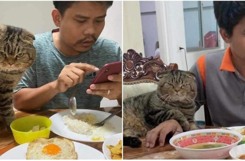  Una moglie ha documentato il modo in cui il suo gatto le ha rubato il marito