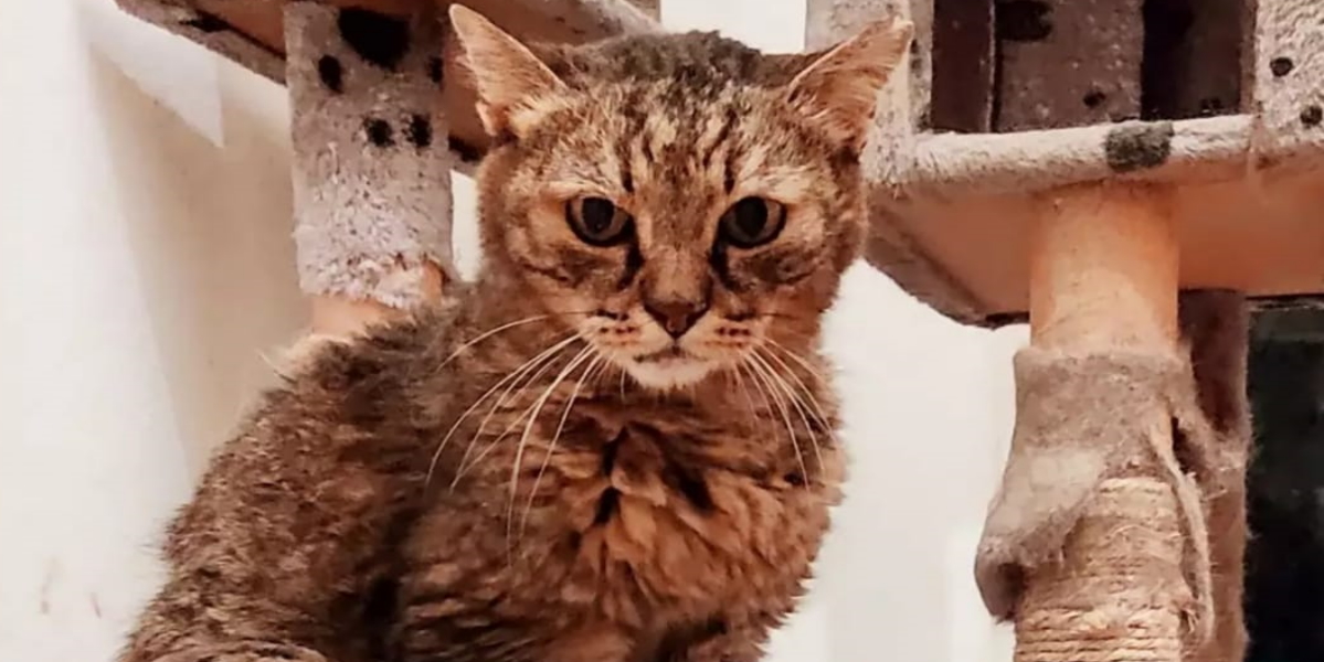 Il Mio Gatto Sembra Che Si Strozza
