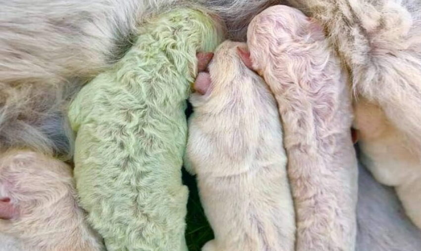 Sardegna, dalla cucciolata di Labrador spunta un cane verde: si chiamerà Pistacchio