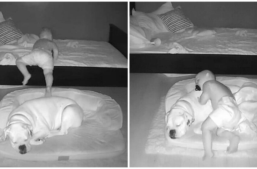 Bimbo sgattaiola fuori dal letto per dormire insieme al suo cane: il video è dolcissimo