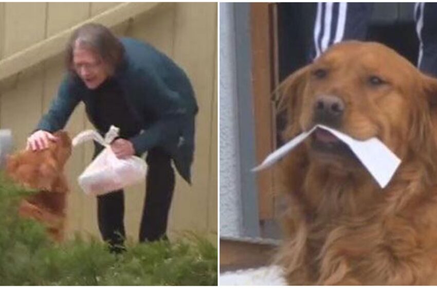 Anziana in isolamento con difficoltà respiratorie riceve la spesa dal cane del vicino
