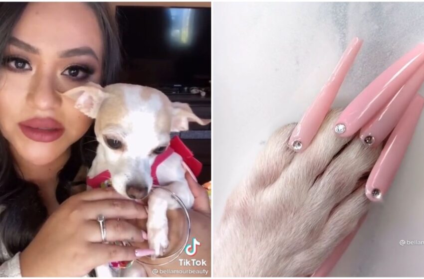 TikTok, donna mette unghie finte al suo cane: accusata di abusi sugli animali