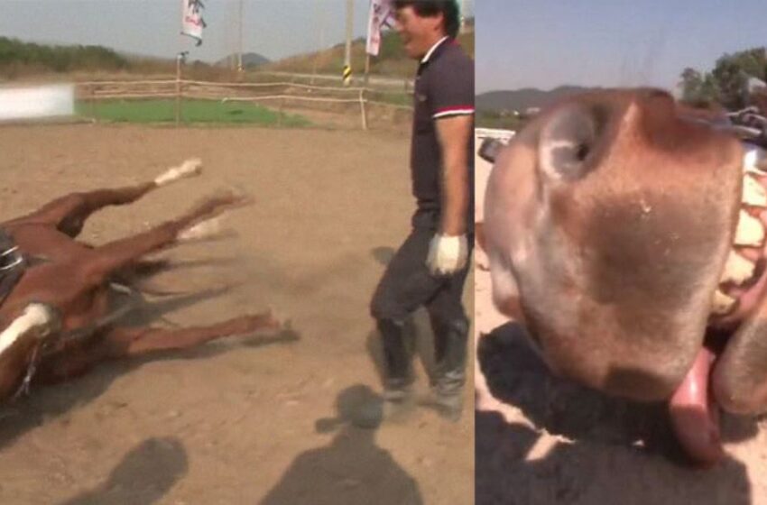 Il cavallo “attore” che si finge morto ogni volta che qualcuno cerca di cavalcarlo