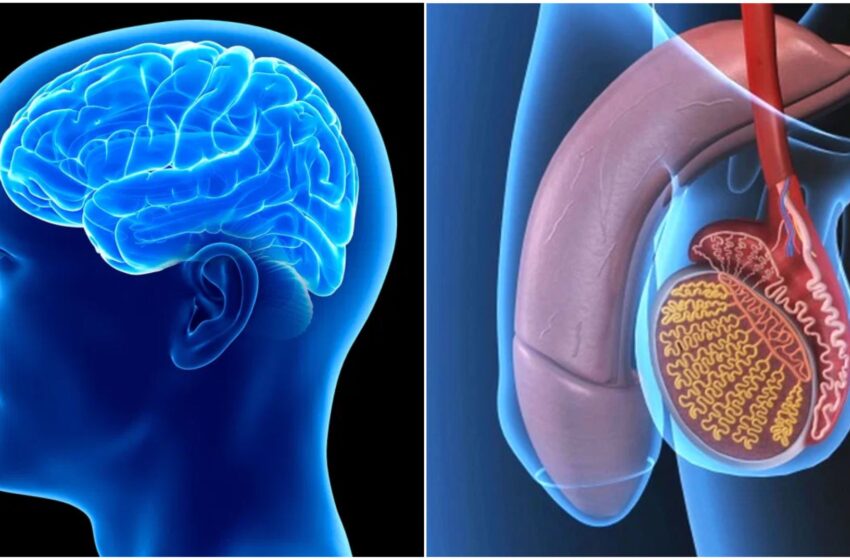Cervello dell’uomo e testicoli sono incredibilmente simili tra loro: lo studio