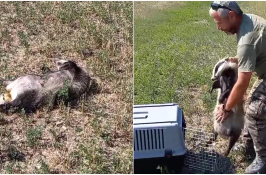 Modena, un tasso goloso mangia troppi fichi e sviene: ricoverato