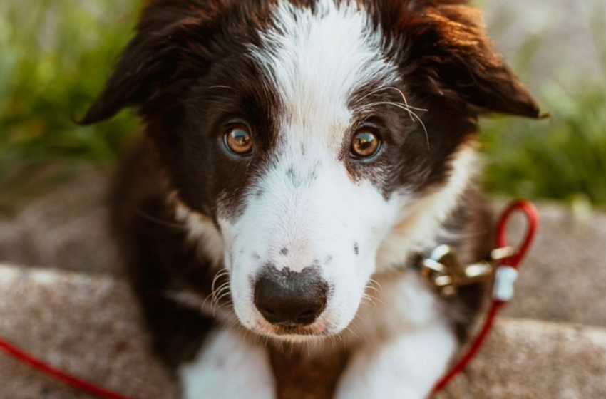 Va dall’amante con la scusa di far uscire il cane, l’animale lo tradisce e viene scoperto
