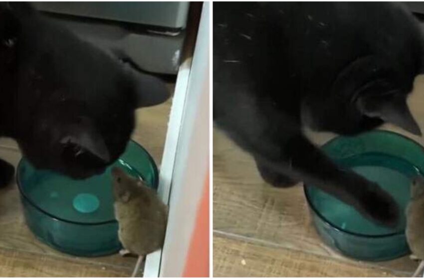 Il suo padrone lo invita a catturare il topino, il tenero micetto ci fa amicizia e lo accarezza