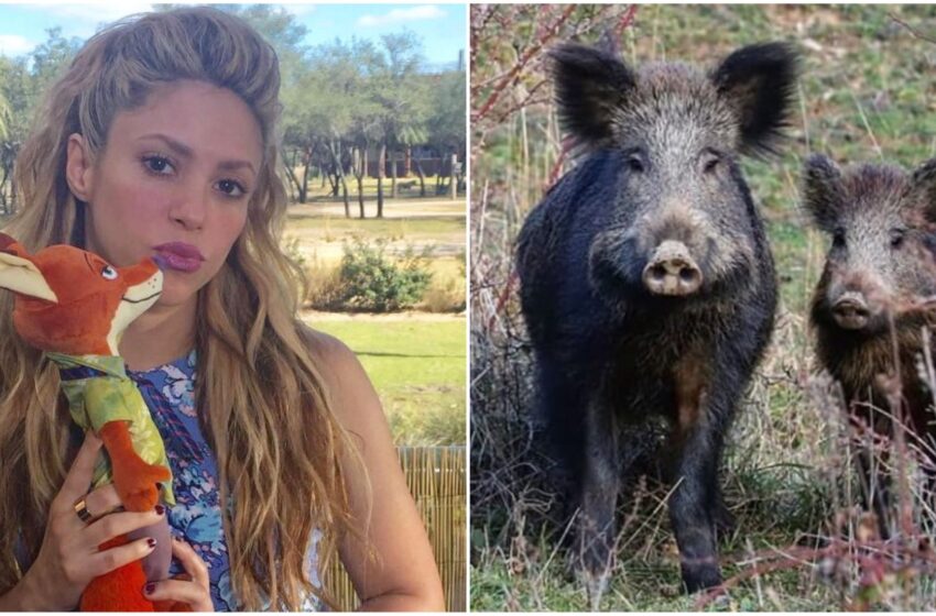 Shakira presa di mira da due cinghiali a Barcellona: “Mi hanno portato via la borsa”