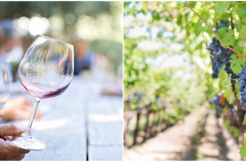  Gli sposi “spilorci”: festeggiano in azienda vinicola ma non offrono il vino