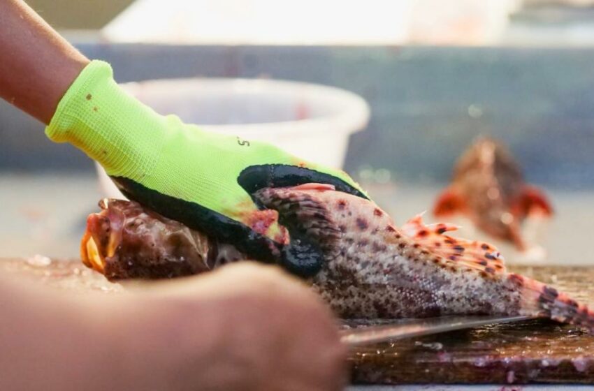  Gubbio, il pranzo di pesce è virale: “Scene apocalittiche”. Ma foto e video sono fake