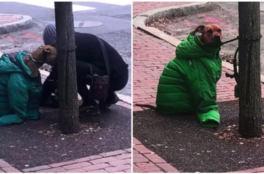  Va alle poste e mette la giacca al suo cane che aspetta fuori: il post è virale