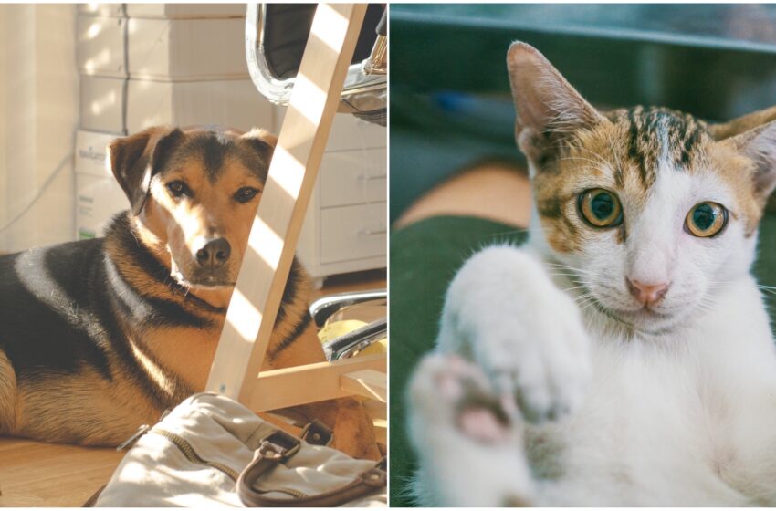  Università del Salento, dipendenti potranno portare i propri cani e gatti in ufficio